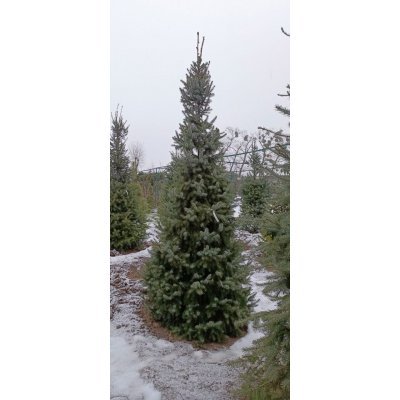 Саджанці купити Ялина сербська (Picea omorika) / H 300+ см / ком
