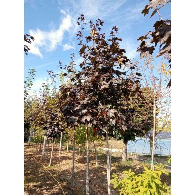 Саджанці купити Клен гостролистий (Acer platanoides) "Faassen's Black" /Н400-500 см+ /НО 15-20 см/ком