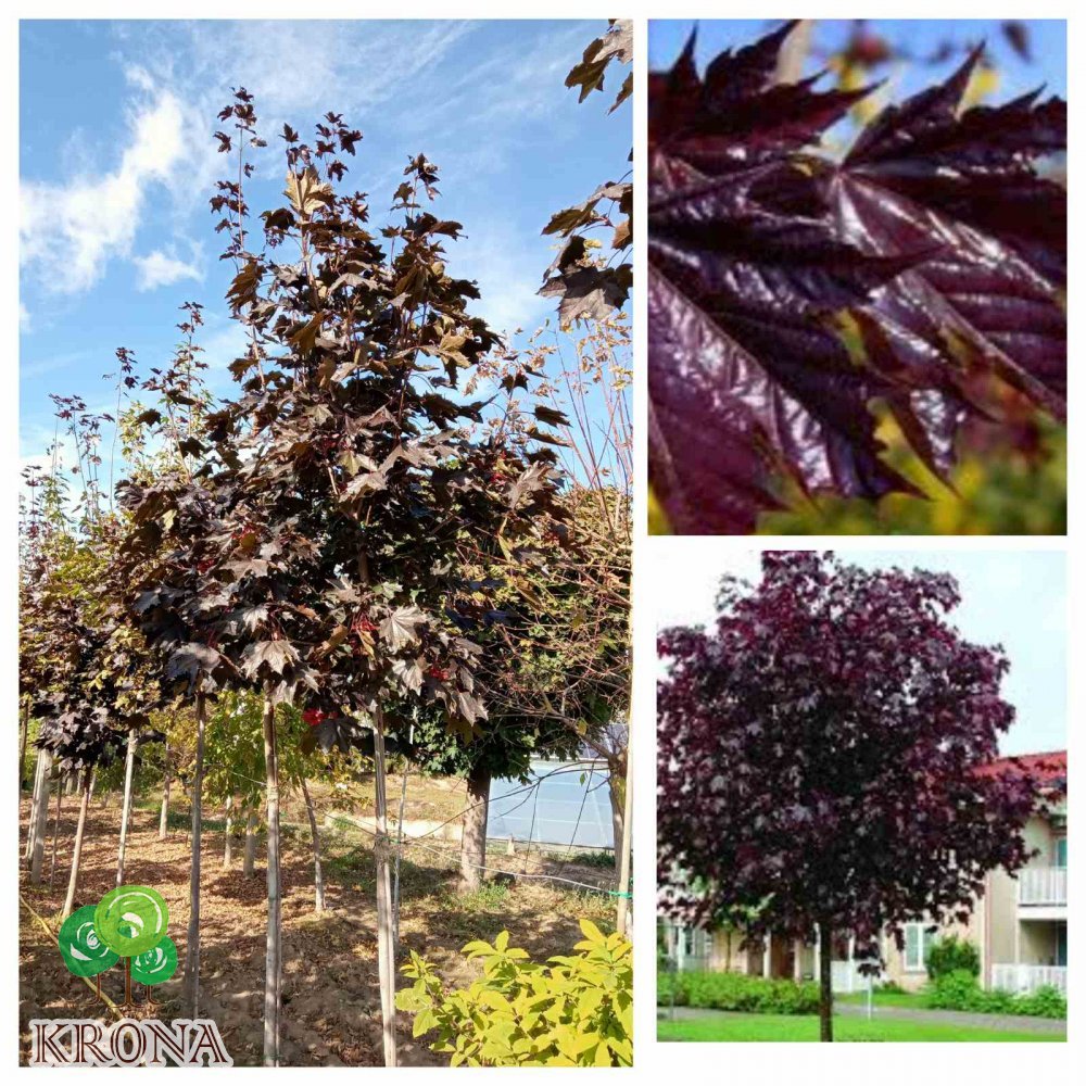 Саджанці купити Клен гостролистий (Acer platanoides) "Faassen's Black" /Н400-500 см+ /НО 15-20 см/ком