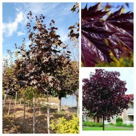Клен гостролистий (Acer platanoides) "Faassen's Black" /Н400-500 см+ /НО 15-20 см/ком