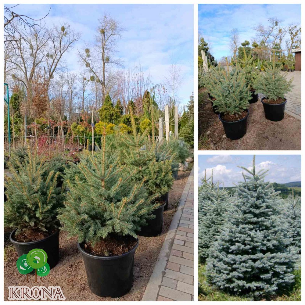 Саджанці купити Ялина колюча форма блакитна (Picea pungens f. glauca) / H 80-110 см / контейнер 25-35 L
