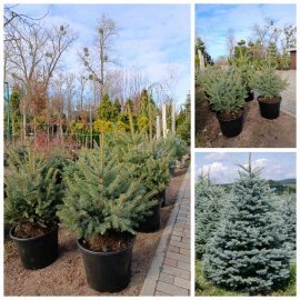 Ялина колюча форма блакитна (Picea pungens f. glauca) / H 80-110 см / контейнер 25-35 L