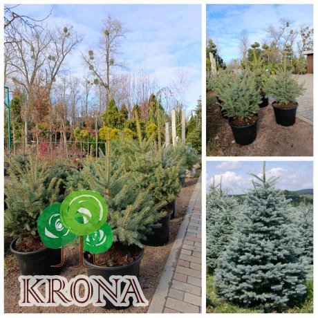 Саджанці купити Ялина колюча форма блакитна (Picea pungens f. glauca) / H 80-110 см / контейнер 25-35 L