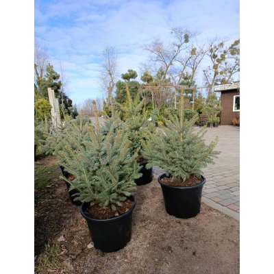 Саджанці купити Ялина колюча форма блакитна (Picea pungens f. glauca) / H 80-110 см / контейнер 25-35 L