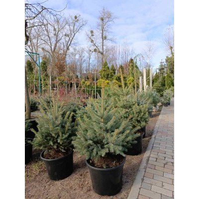 Саджанці купити Ялина колюча форма блакитна (Picea pungens f. glauca) / H 80-110 см / контейнер 25-35 L