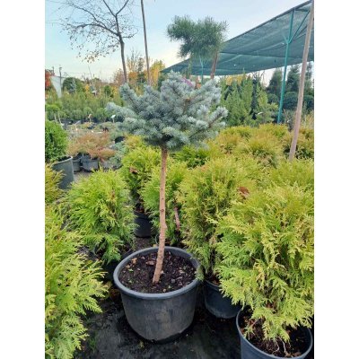 Саджанці купити Ялина колюча (Picea pungens) "Glauca Globosa" на штамбі /Stam 60-85 см/ контейнер 25 L