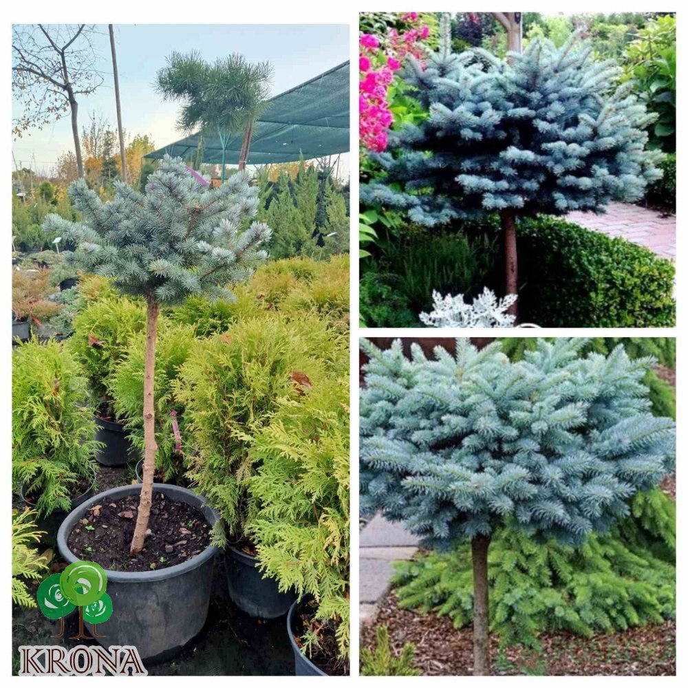Саджанці купити Ялина колюча (Picea pungens) "Glauca Globosa" на штамбі /Stam 60-85 см/ контейнер 25 L