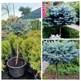 Ялина колюча (Picea pungens) "Glauca Globosa" на штамбі /Stam 60-85 см/ контейнер 25 L