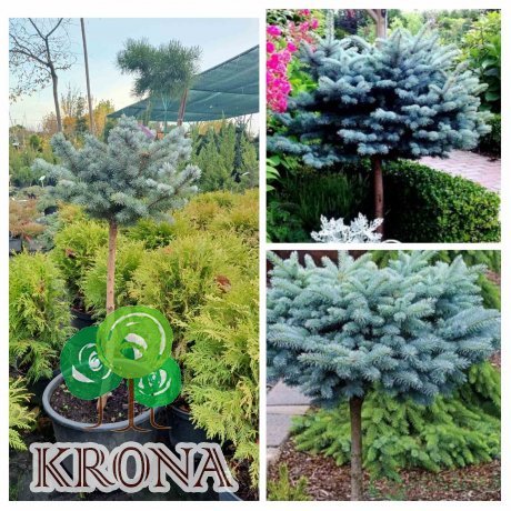 Саджанці купити Ялина колюча (Picea pungens) "Glauca Globosa" на штамбі /Stam 60-85 см/ контейнер 25 L