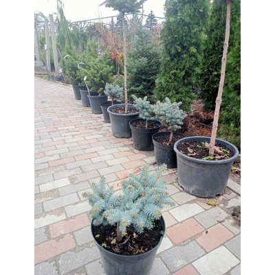 Саджанці купити Ялина колюча "Глаука Глобоза/  "Glauca Globosa" / H 30 см/ D 25*25 см/контейнер С5 L