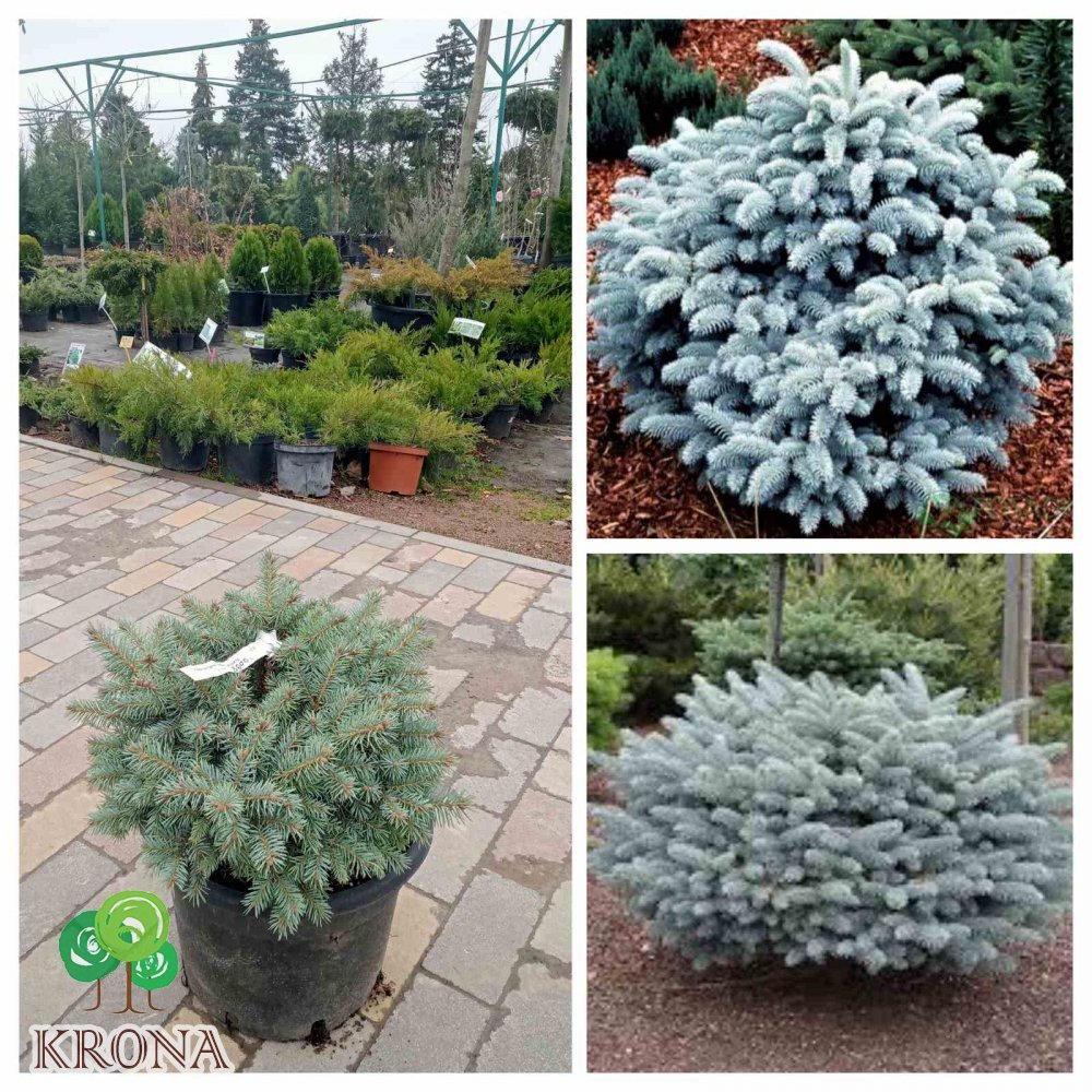 Саджанці купити Ялина колюча (Picea pungens) "Glauca Globosa" / Н 35 см/D45*40  см / контейнер С20 L