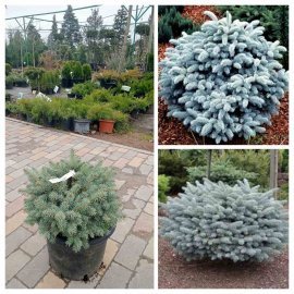 Ялина колюча (Picea pungens) "Glauca Globosa" / Н 35 см/D45*40 см / контейнер С20 L Ялина колюча (Picea pungens) "Glauca Globosa" / Н 35 см/D45*40 см / контейнер С20 L