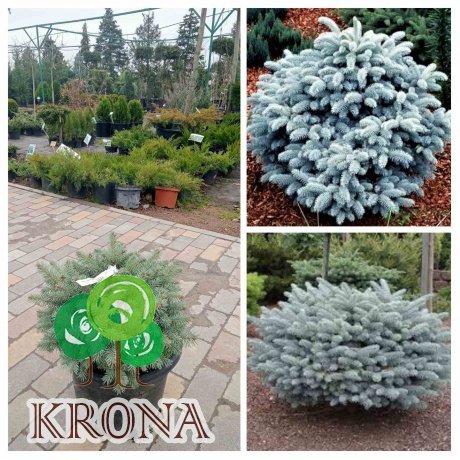 Саджанці купити Ялина колюча (Picea pungens) "Glauca Globosa" / Н 35 см/D45*40  см / контейнер С20 L