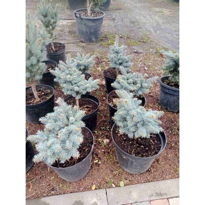 Саджанці купити Ялина колюча "Глаука Глобоза/  "Glauca Globosa" / H 30 см/ D 25*25 см/контейнер С5 L