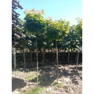 Саджанці купити Клен гостролистий "Глобозум" /(Acer platanoides) "Globosum" /Stam 180-200см/НО 9-11 см/ контейнер 63.5 L