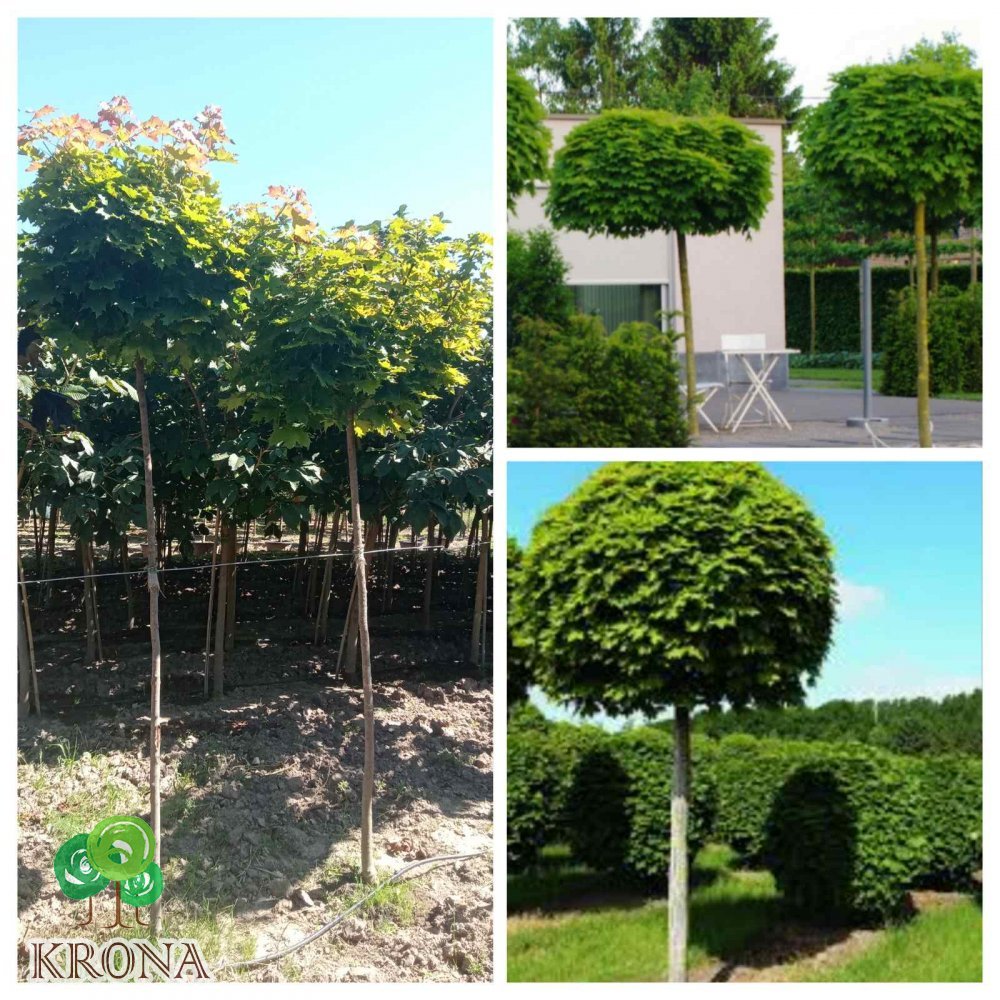Саджанці купити Клен гостролистий "Глобозум" /(Acer platanoides) "Globosum" /Stam 180-200см/НО 9-11 см/ контейнер 63.5 L