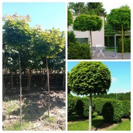 Клен гостролистий "Глобозум" /(Acer platanoides) "Globosum" /Stam 180-200см/НО 9-11 см/ контейнер 63.5 L Клен гостролистий "Глобозум" /(Acer platanoides) "Globosum" /Stam 180-200см/НО 9-11 см/ контейнер 63.5 L