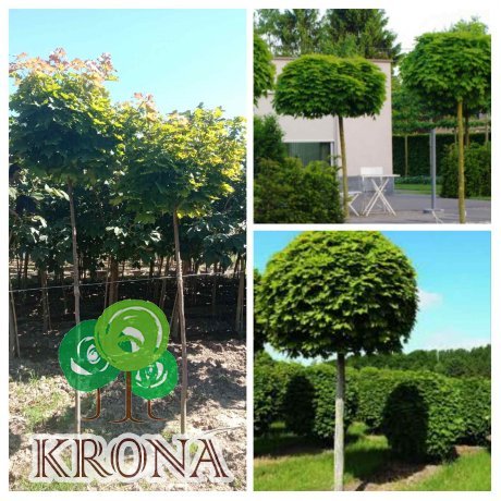 Саджанці купити Клен гостролистий "Глобозум" /(Acer platanoides) "Globosum" /Stam 180-200см/НО 9-11 см/ контейнер 63.5 L