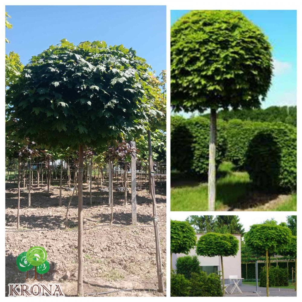 Саджанці купити Клен гостролистий (Acer platanoides) "Globosum"/Stam 190-210 см/НО 14-15 см/ком