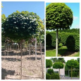 Клен гостролистий (Acer platanoides) "Globosum"/Stam 190-210 см/НО 14-15 см/ком