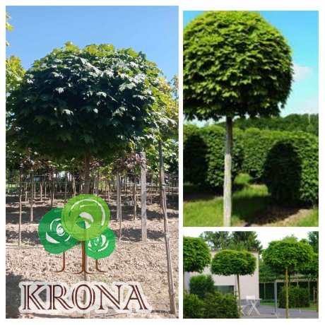 Саджанці купити Клен гостролистий (Acer platanoides) "Globosum"/Stam 190-210 см/НО 14-15 см/ком