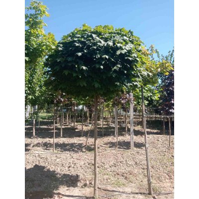 Саджанці купити Клен гостролистий (Acer platanoides) "Globosum"/Stam 190-210 см/НО 14-15 см/ком