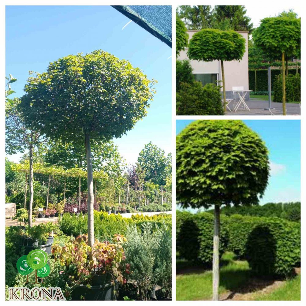 Саджанці купити Клен гостролистий (Acer platanoides) "Globosum"/Stam 200 см/НО 27-29 см/контейнер