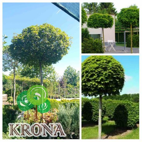 Саджанці купити Клен гостролистий (Acer platanoides) "Globosum"/Stam 200 см/НО 27-29 см/контейнер