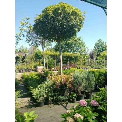 Саджанці купити Клен гостролистий (Acer platanoides) "Globosum"/Stam 200 см/НО 27-29 см/контейнер