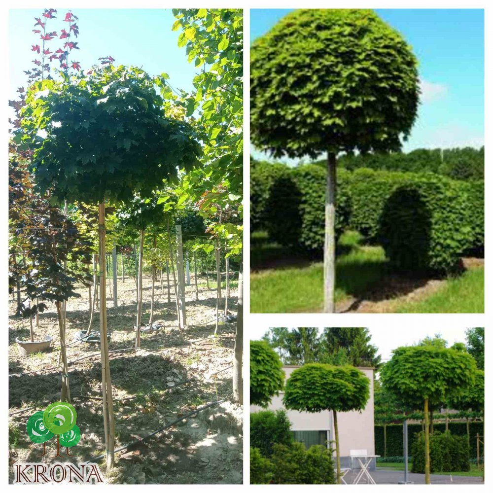Саджанці купити Клен гостролистий (Acer platanoides) "Globosum" /Stam 170-190 см/НО 8-11 см/ контейнер 90 L