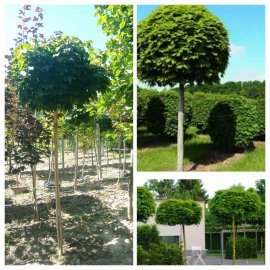 Клен гостролистий (Acer platanoides) "Globosum" /Stam 170-190 см/НО 8-11 см/ контейнер 90 L