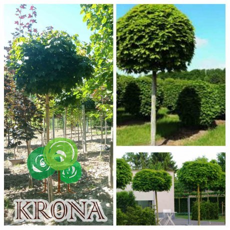 Саджанці купити Клен гостролистий (Acer platanoides) "Globosum" /Stam 170-190 см/НО 8-11 см/ контейнер 90 L