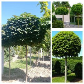 Клен гостролистий (Acer platanoides) "Globosum" /Stam 190-210 см/НО 16-18 см/ ком