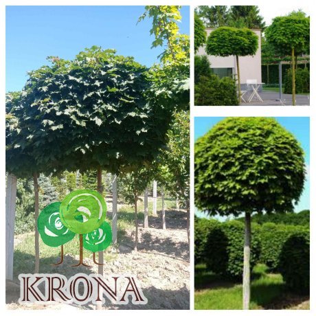 Саджанці купити Клен гостролистий (Acer platanoides) "Globosum" /Stam 190-210 см/НО 16-18 см/ ком