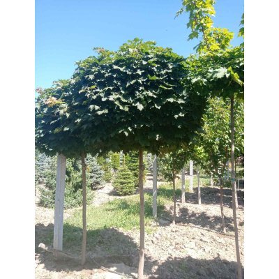 Саджанці купити Клен гостролистий (Acer platanoides) "Globosum" /Stam 190-210 см/НО 16-18 см/ ком