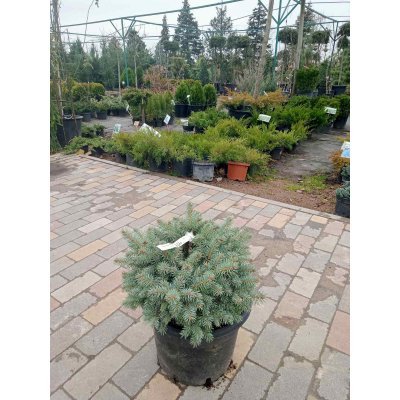 Саджанці купити Ялина колюча (Picea pungens) "Glauca Globosa" / Н 35 см/D45*40  см / контейнер С20 L