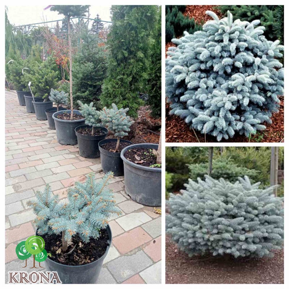 Саджанці купити Ялина колюча "Глаука Глобоза/  "Glauca Globosa" / H 30 см/ D 25*25 см/контейнер С5 L