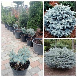 Ялина колюча "Глаука Глобоза/  "Glauca Globosa" / H 30 см/ D 25*25 см/контейнер С5 L