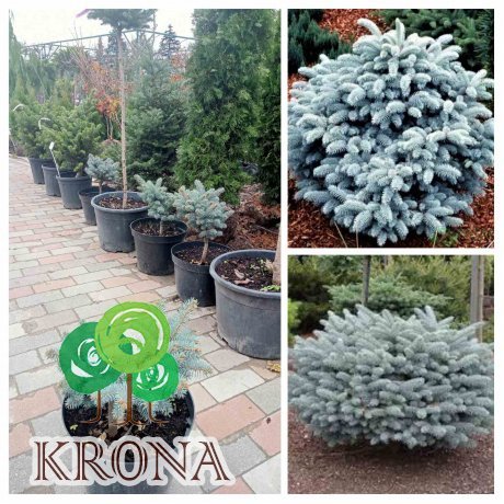 Саджанці купити Ялина колюча "Глаука Глобоза/  "Glauca Globosa" / H 30 см/ D 25*25 см/контейнер С5 L