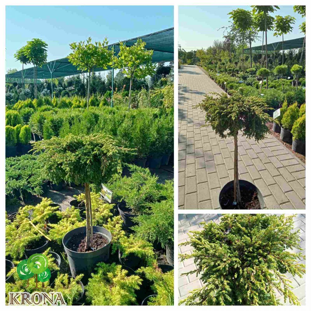 Саджанці купити Ялівець звичайний (Juniperus communis) "Goldschatz" stam/ Pa 90-115 см/контейнер С10 L