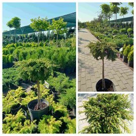 Ялівець звичайний (Juniperus communis) "Goldschatz" stam/ Pa 90-115 см/контейнер С10 L