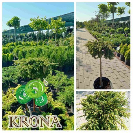 Саджанці купити Ялівець звичайний (Juniperus communis) "Goldschatz" stam/ Pa 90-115 см/контейнер С10 L