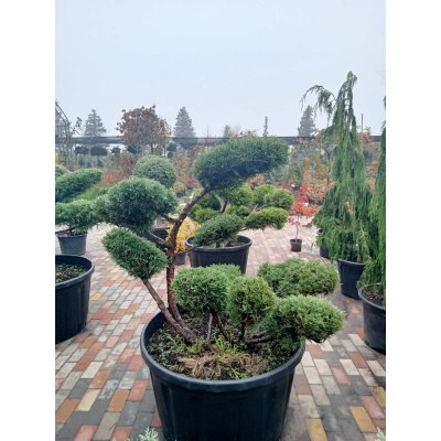 Саджанці купити Ялівець віргінський (Juniperus virginiana) "Hetz"  бонсай /нівакі /H 112 см/ D 150 см контейнер 