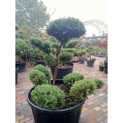 Саджанці купити Ялівець віргінський (Juniperus virginiana) "Hetz"  бонсай /нівакі /H 112 см/ D 150 см контейнер 