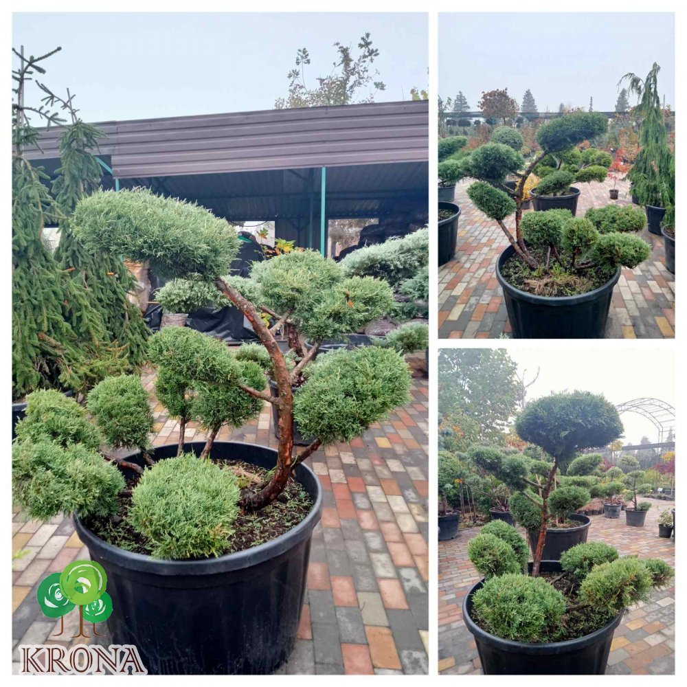 Саджанці купити Ялівець віргінський (Juniperus virginiana) "Hetz"  бонсай /нівакі /H 112 см/ D 150 см контейнер 