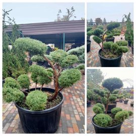 Ялівець віргінський (Juniperus virginiana) "Hetz"  бонсай /нівакі /H 112 см/ D 150 см контейнер 