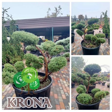Саджанці купити Ялівець віргінський (Juniperus virginiana) "Hetz"  бонсай /нівакі /H 112 см/ D 150 см контейнер 
