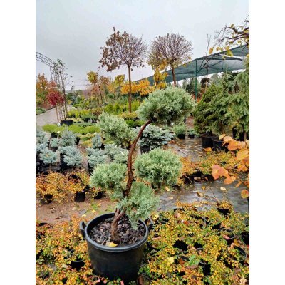 Саджанці купити Ялівець віргінський (Juniperus virginiana) "Hetz"  бонсай /нівакі /H 110 - 140 см/ контейнер