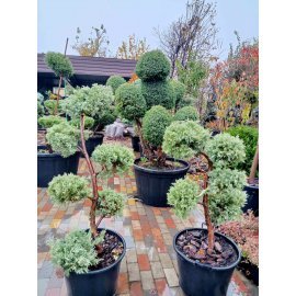 Ялівець віргінський (Juniperus virginiana) "Hetz"  бонсай /нівакі /H 110 - 140 см/ контейнер