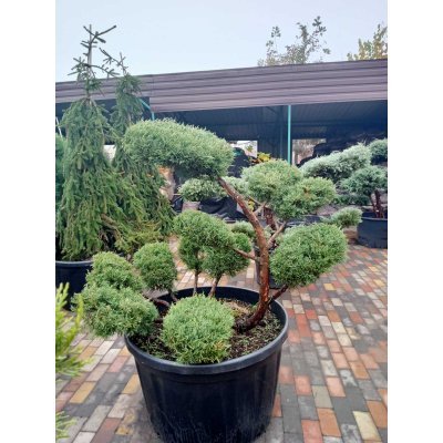 Саджанці купити Ялівець віргінський (Juniperus virginiana) "Hetz"  бонсай /нівакі /H 112 см/ D 150 см контейнер 